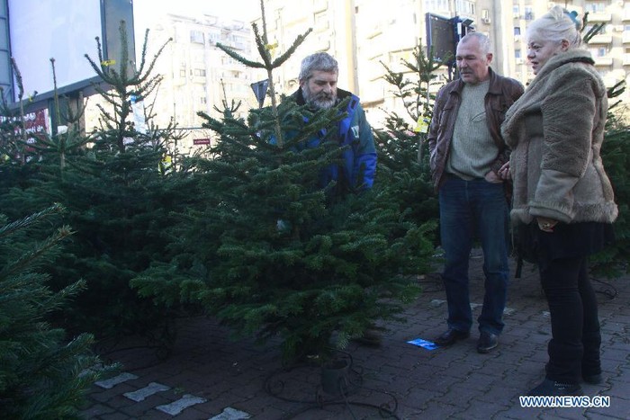 Người dân thủ đô Bucharest, Romania mua cây thông trang trí trước đêm Noel.