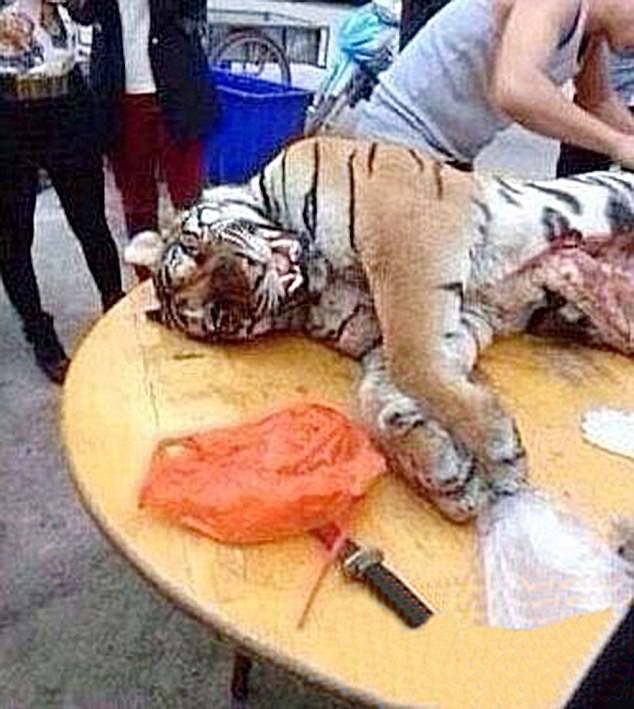 Một con hổ bị làm thịt ngay trước mắt nhóm của Xi Pat.