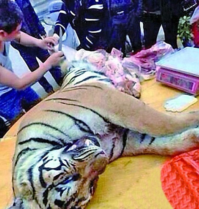 Hổ bị chặt chân, róc thịt trước mặt các đại gia Trung Quốc.