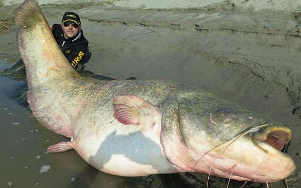 Con cá trên khổng lồ bị bắt trên sông Po ở Ý.