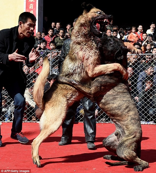 Một cảnh bạo lực trong lễ hội đấu chó tại miền Bắc Trung Quốc.