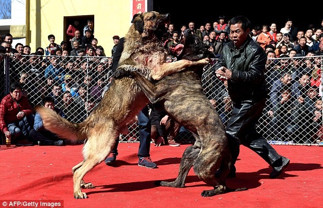 Theo luật pháp địa phương, đấu chó không phải là hành vi vi phạm pháp luật.