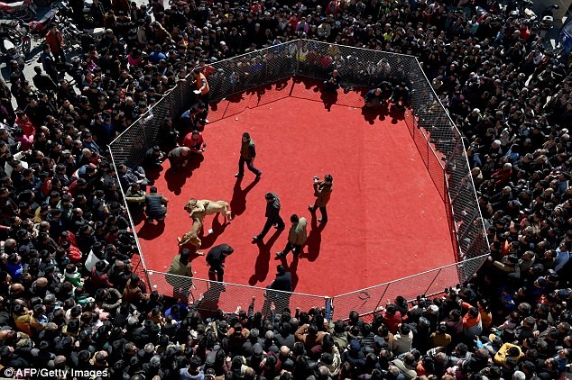 Hàng trăm người tập trung xem đấu chó tại Trung Quốc.