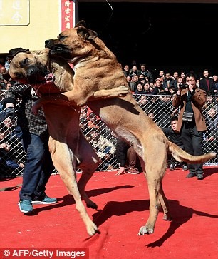 Những con chó buộc phải chiến đấu với nhau đến chết trong sới đấu quây lồng sắt.