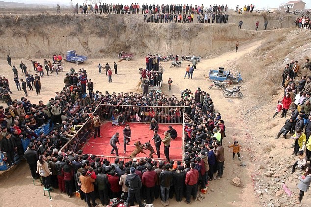 Người dân hiếu kỳ tập trung xem một trận đấu chó tại lễ hội mùa xuân trong một ngôi làng hẻo lánh ở Trung Quốc.