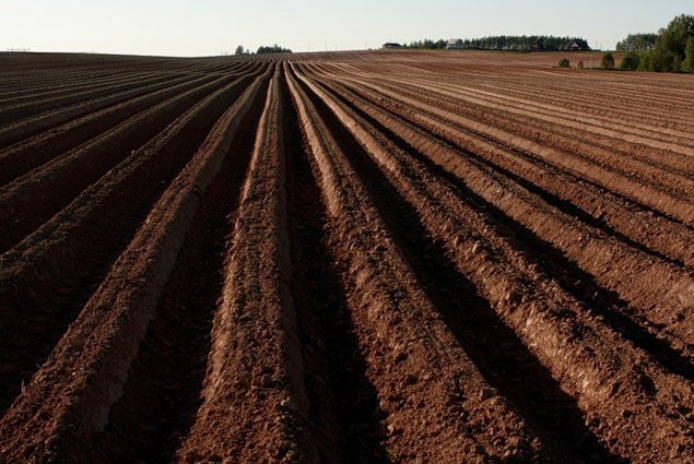 Ukraine sở hữu diện tích đất đen giàu dinh dưỡng vô cùng dồi dào.