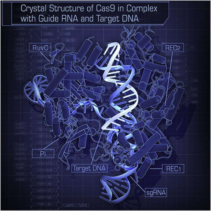 Ảnh minh họa một chuỗi ADN được các nhà khoa học Trung Quốc tinh chỉnh.