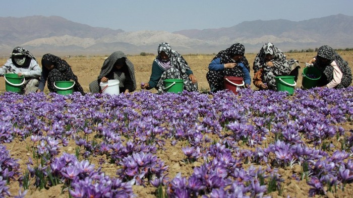 Công nhân Iran thu hoạch hoa nghệ tây.