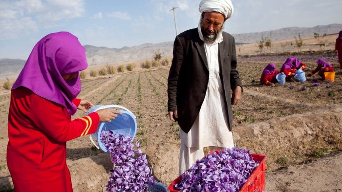 Hoa nghệ tây được thu hoạch tại Iran,