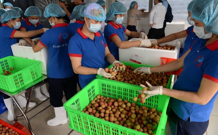 Các FTA mang lợi cơ hội miễn giảm thuế lớn giúp làm tăng khả năng cạnh tranh trên thị trường nông sản quốc tế cho các doanh nghiệp Việt Nam.