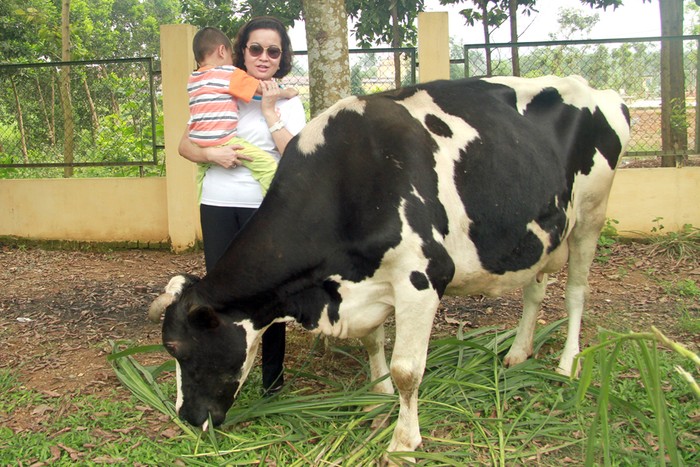 Ước mơ của cô giáo đang chăm sóc các em nhỏ ở Trung tâm giáo dục lao động số 2 Ba Vì về chú bò đã trở thành hiện thực.