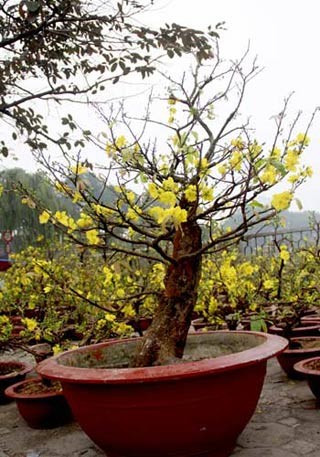 Chậu mai thế bonsai bán ở đầu đường Hoàng Quốc Việt (Hà Nội) có giá 9 triệu đồng.