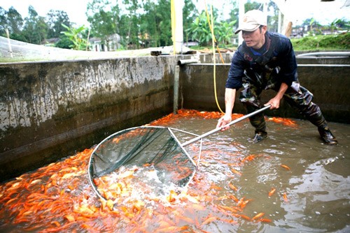 Cá ma hóa cá vàng đem lại sự giàu có sung túc cho người dân thôn Thủy Trầm (xã Tuy Lộc, huyện Cẩm Khê, tỉnh Phú Thọ).