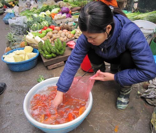 Do thời tiết mưa, rét, thêm vào đó các ao hồ xung quanh khu vực Hà Nội không còn nhiều nên người dân không chuộng cá chép thật mà chọn cá chép bằng giấy để phục vụ ngày ông Công, ông Táo.