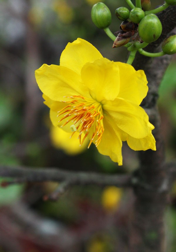 Ngoài hoa đào và quất... những năm gần đây người dân miền Bắc đã coi mai như là hoa chính chơi Tết. Màu vàng của hoa mai rất ấm cúng, tượng trưng cho giàu sang, phú quý.