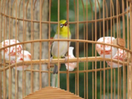 Chú chim từng giành giải nhất của ông chủ Nguyễn Công Sơn - Gia Lâm.