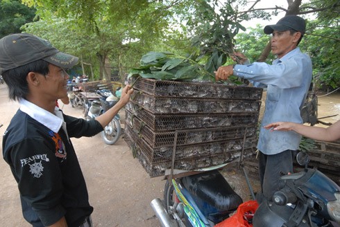 Từ đây, những chú chuột bắt đầu một hành trình mới, hoặc nằm yên trong lồng rồi theo chân lái vi vu đến các tỉnh Long An, Tiền Giang, TP.HCM, Vũng Tàu, Lâm Đồng, Bình Phước, Cần Thơ; hoặc nằm trong thùng xốp ướp lạnh, chuyển đi các nhà hàng, quán nhậu ở khắp nơi. Hiện tại chuột sống loại I là loài chuột cống nhum, giá 60.000 đồng/kg, loại II là chuột đồng (5-6 con/kg), giá 40.000 đồng. Loại nhỏ nhất (trên dưới 10 con/kg có giá bán 20.000-25.000 đồng.