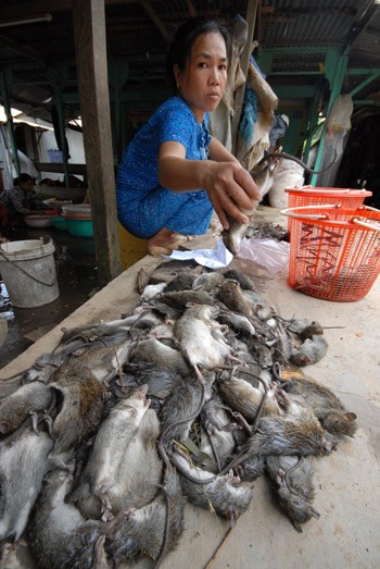 Ở An Giang, khâu làm thịt chuột là công việc của người phụ nữ. Nghề này giải quyết được công ăn việc làm cho nhiều lao động nữ tại đây,