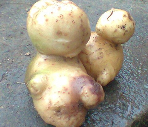Củ khoai tây có hình dáng đặc biệt.