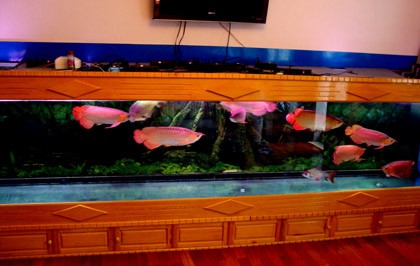 Bể cá dài 4,5m của anh Chính Ngọc.