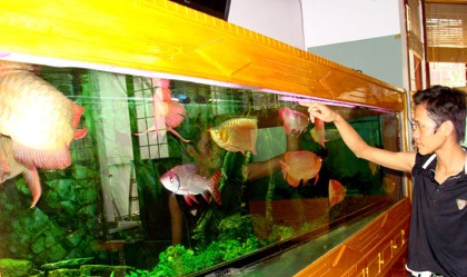Bể cá dài 4,5m của anh Chính Ngọc.