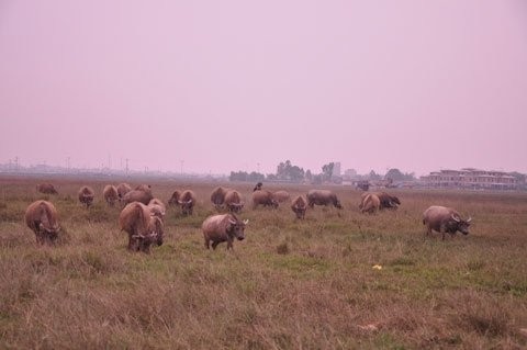 Một góc dự án Nam An Khánh đang làm bãi thả bò