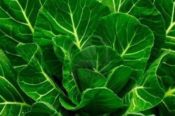 9. Rau cải xanh Giống như rau chân vịt, rau cải xanh cũng là loại thực phẩm rất giàu canxi. Chỉ cần 200gr loại rau thông dụng và có hương vị rất thơm ngon này có thể cung cấp đến 25% nhu cầu canxi cho xương của bạn mỗi ngày.