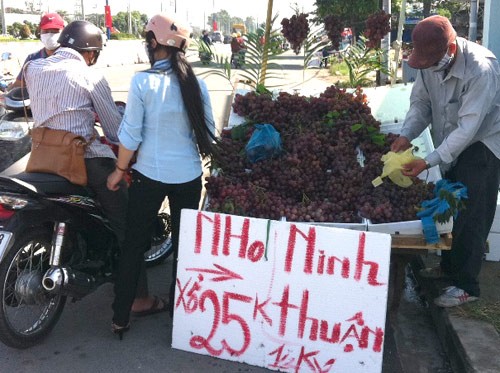 Sáng 2/9, nhiều người đi chơi lễ tấp nập trên Xa lộ Hà Nội dừng lại dọc đường để mua “nho Ninh Thuận” với giá từ 20.000 đến 25.000 đồng/nửa kg.