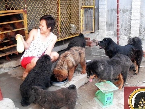 Anh Hoàng đang chăm sóc đàn chó Ngao con tại trại của mình