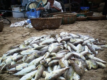 Cá nóc, loài cá nguy hiểm chết người vẫn bày bán đầy chợ tại một số địa phương