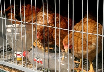 Hai chú gà chọi được nuôi ở tầng 1, tầng hai là 5 con gà mái, tầng ba là những con gà trống tơ. Chuồng gà làm kiên cố, đầy đủ thiết bị, gia chủ còn tận dụng cả vỏ chai nước làm máng đựng thức ăn.