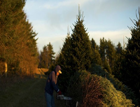 Cây thông Noel được xem là một vật trang trí không thể thiếu trong dịp Giáng sinh. Việc trồng thông cũng mang lại những khoản thu kếch xù cho các chủ trang trại.
