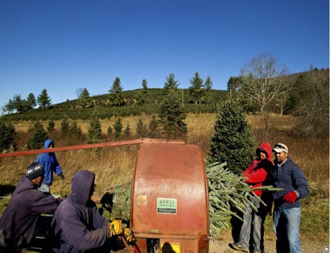 Dọc đường cao tốc phía Tây Bắc Carolina là những trang trại trồng thông hơn 14.000 ha. Tất cả được thu hoạch, vận chuyển và bán ra thị trường phục vụ mùa Giáng sinh năm nay.