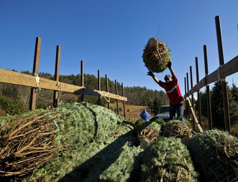 Người dân đang hối hả thu hoạch cây thông cho mùa Giáng sinh năm nay.