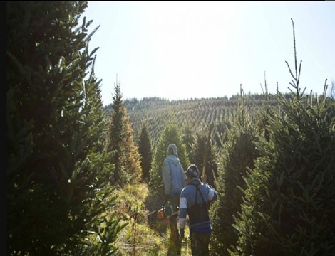 Các trang trại trồng thông ở Jefferson, Bắc Carolina cho biết, họ sẽ thu hoạch gần 65.000 cây thông trong mùa Giáng sinh năm nay. Bắc Carolina có 1.500 người làm nghề trồng thông, là nơi cung cấp mặt hàng này lớn thứ hai ở Mỹ.