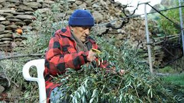 Cụ Stamatis Moraitis đang thu hoạch quả ô liu trong vườn nhà mình.