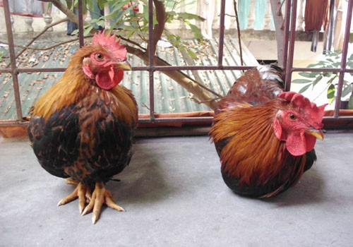 Đặt hai con gà: Gà Yên Thế và gà Trung Quốc cạnh nhau, không thể phân biệt được sự khác nhau. Ảnh minh họa
