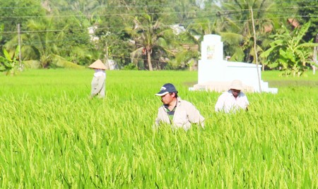 Ông Jiang (trước) và ông Nhu chăm sóc lúa (ảnh chụp ngày 17.2).