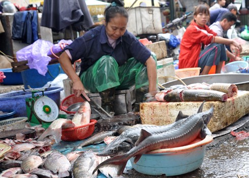 Tại một số chợ trên địa bàn Hà Nội như chợ Cầu Giấy, Nghĩa Tân, chợ đầu mối phía nam... gần đây xuất hiện các loại cá tầm, cá quả và ếch nhập lậu từ Trung Quốc.