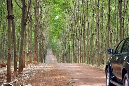 Rừng nghèo kiệt ở huyện Bachiang, Champasak (Lào) giờ đã được phủ xanh bởi những cánh rừng caosu.