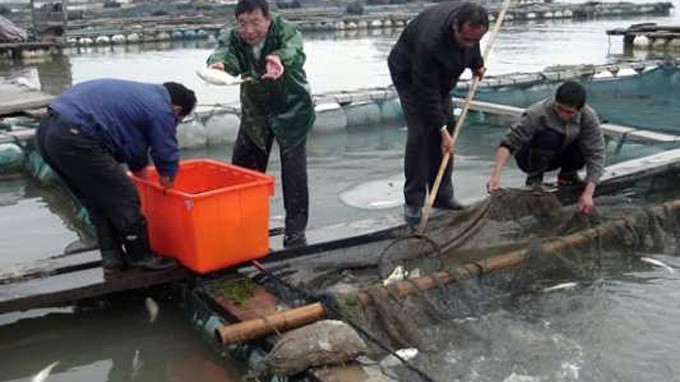 Nuôi cá bè ở Trung Quốc - Ảnh: AFP