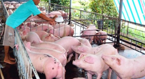 Lợn nhiều mỡ được mua với giá cao.
