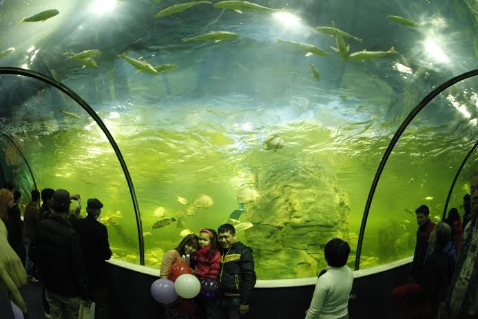 Vinpearl Aquarium Times City, Thủy cung lớn nhất Việt Nam hội tụ hàng ngàn loài sinh vật với hơn 30.000 cá thể từ khắp "năm châu bốn biển".