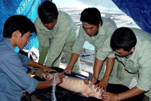 Kỹ thuật viên siêu âm cá tầm để kiểm tra buồng trứng có đạt chất lượng hay không nhằm khai thác.