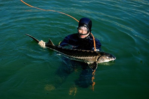 Cá tầm là một trong những loài cá nước ngọt lớn nhất với chiều dài khoảng 1,2m khi được 12 tuổi và tăng lên 1,8m khi sống được 20 năm. Đây cũng là loài có tuổi thọ cao với con sống lâu kỷ lục có thể đến hơn 150 năm.
