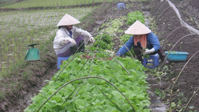 Những nông dân (Vân Trì, Vân Nội) cho biết, hầu hết không làm rau an toàn nữa. Ảnh: PV.