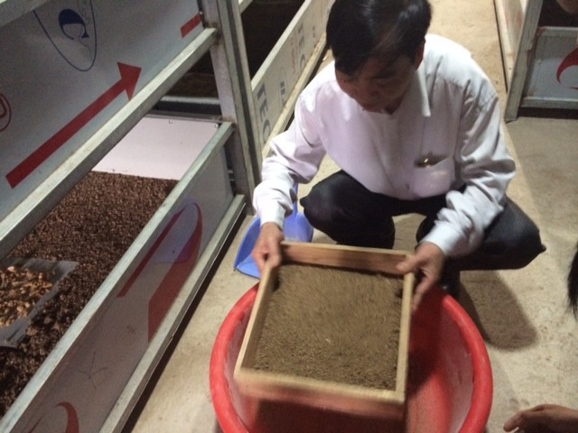 Ông Nguyễn Đình Nguyên đang sàng đất để kiểm tra độ phát triển của gián đất