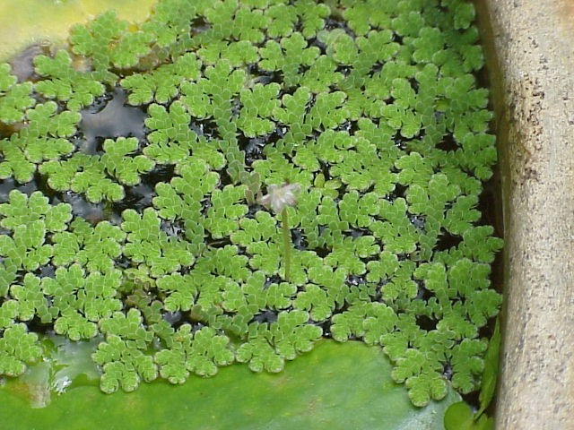 Nghiên cứu cho thấy, bèo hoa dâu Azolla Microphylla sống cộng sinh bởi hệ tảo lam phong phú, nên nó tạo ra nhiều protein đặc biệt.