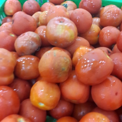Thậm chí cà chua bị dập, thối vẫn được bày bán tại siêu thị Ocean Mart Làng Quốc tế Thăng Long.