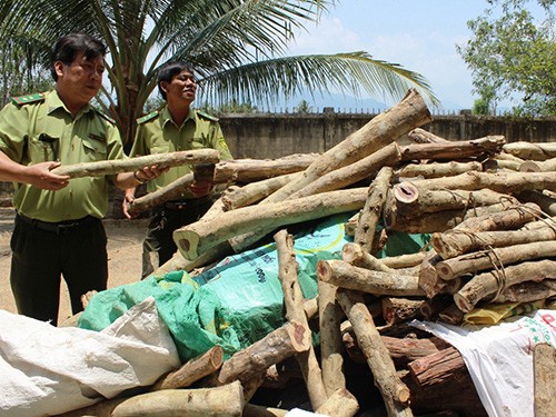Những khúc gỗ trắc non được lực lượng kiểm lâm huyện Vạn Ninh thu giữ.